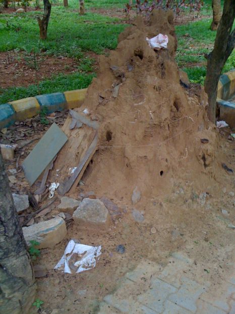Fig. 4: termite mound on 27th May 2011