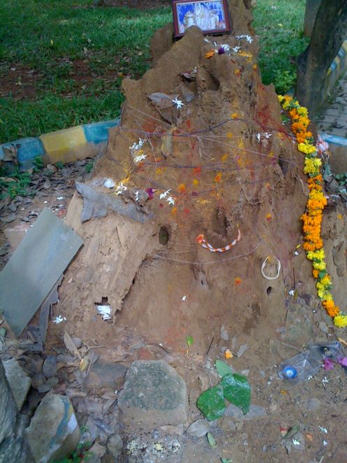 Fig. 5: the termite mound on 5th August