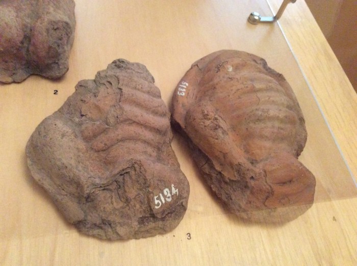 casa-buonarotti-wombs