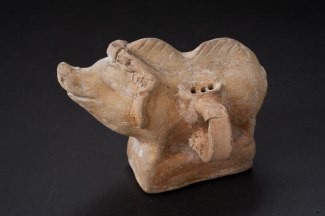 Boar rattle John Hopkins AM